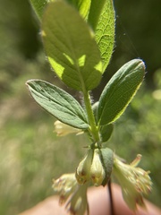 Lonicera caerulea cauriana
