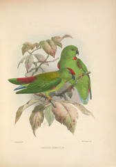 Sulawesi Hanging-Parrot photo 5