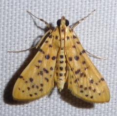 Conogethes