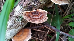 Trametes
