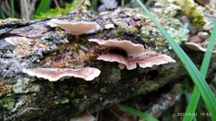 Trametes