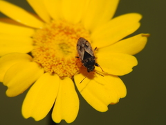 Trapezonotus ullrichi