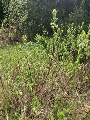 Lonicera caerulea cauriana