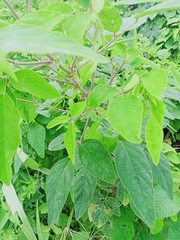 Angiospermae