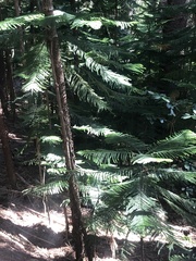 Araucaria columnaris