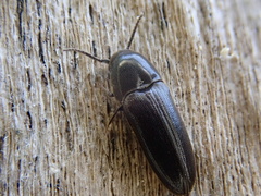 Eucnemis capucina