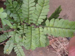 Adiantum mcvaughii
