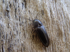 Eucnemis capucina