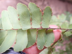 Adiantum mcvaughii