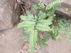 Adiantum mcvaughii