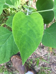 Clerodendrum trichotomum