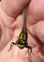 Hylogomphus parvidens