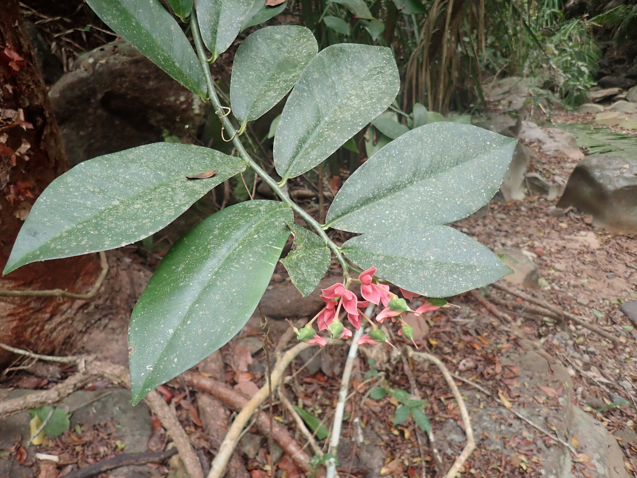 Euphorbia peritropoides