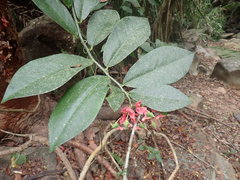 Euphorbia peritropoides