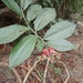 Euphorbia peritropoides - Photo (c) kilasiak, μερικά δικαιώματα διατηρούνται (CC BY-NC), uploaded by kilasiak