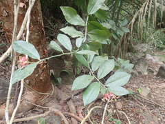 Euphorbia peritropoides