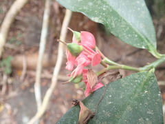 Euphorbia peritropoides