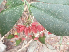 Euphorbia peritropoides