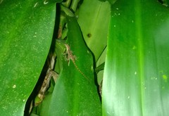 Anolis cristatellus cristatellus