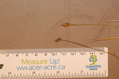 Carex chordorrhiza