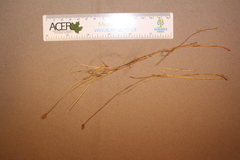 Carex chordorrhiza