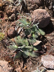 Knowltonia integrifolia