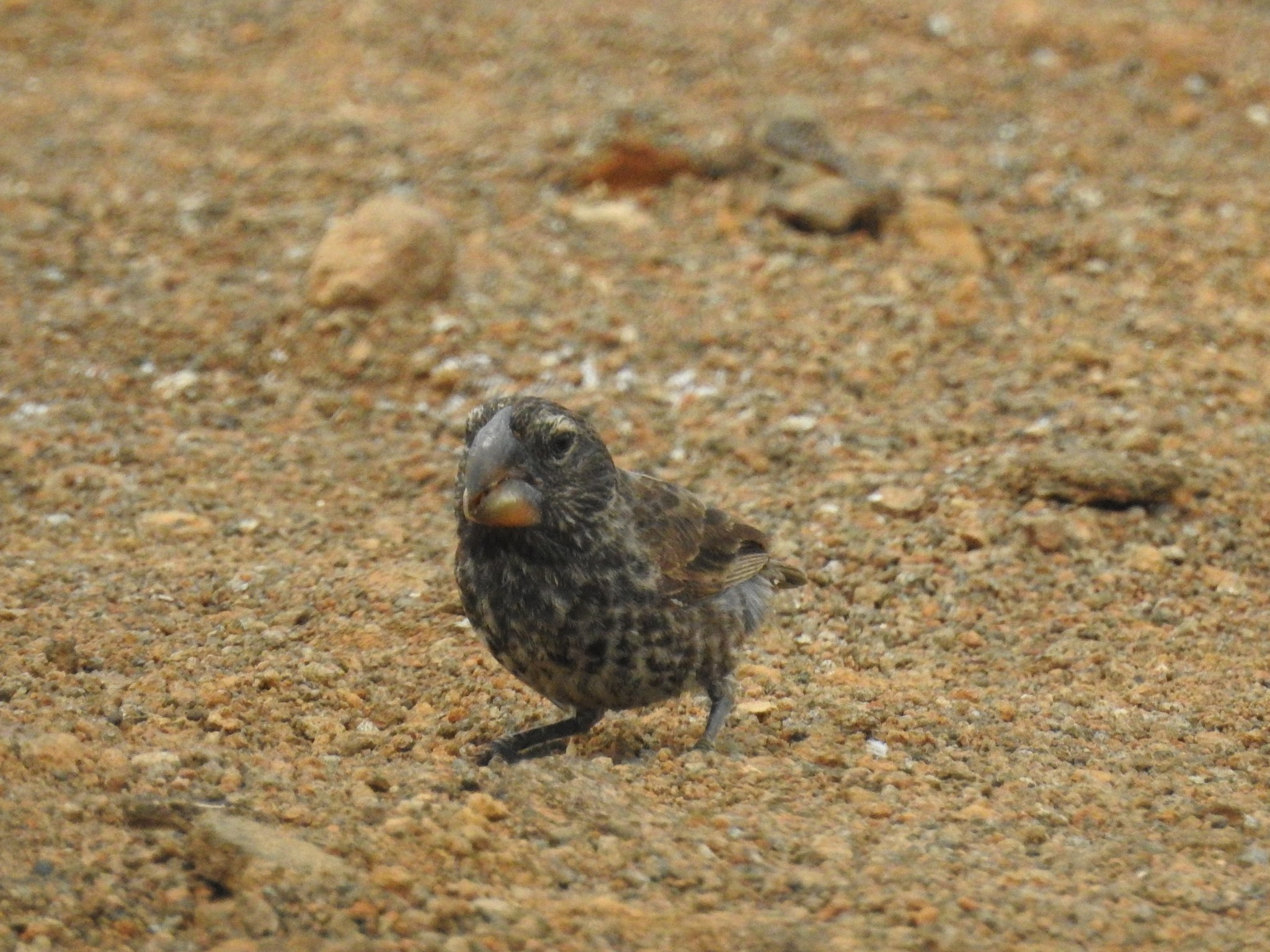 Large Ground-Finch illustration