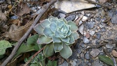 Echeveria simulans