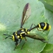 Monoceromyia trinotata - Photo (c) Pam Piombino, some rights reserved (CC BY-NC), uploaded by Pam Piombino