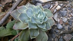 Echeveria simulans