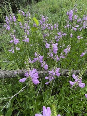 Physostegia digitalis