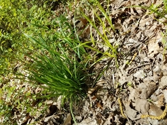 Carex pedunculata