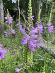 Physostegia digitalis