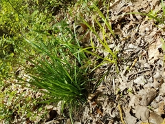 Carex pedunculata