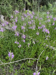 Physostegia digitalis