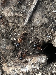 Formica subpolita