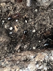Formica subpolita