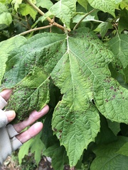 Cercospora hydrangeae