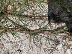 Eremochloa ophiuroides