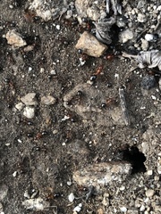 Formica subpolita