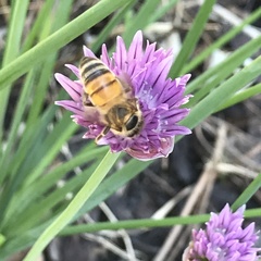 Apis mellifera
