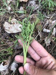 Botrychium matricariifolium