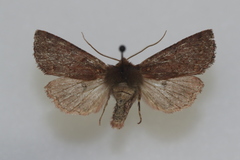 Orthosia transparens