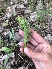 Botrychium matricariifolium