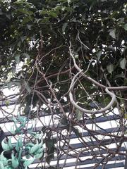 Strongylodon macrobotrys