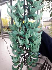 Strongylodon macrobotrys