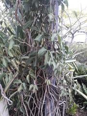 Strongylodon macrobotrys