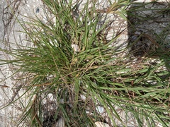 Eremochloa ophiuroides