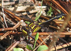 Hylogomphus parvidens