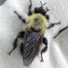 Laphria thoracica - Photo (c) Susan J. Hewitt, some rights reserved (CC BY-NC), uploaded by Susan J. Hewitt
